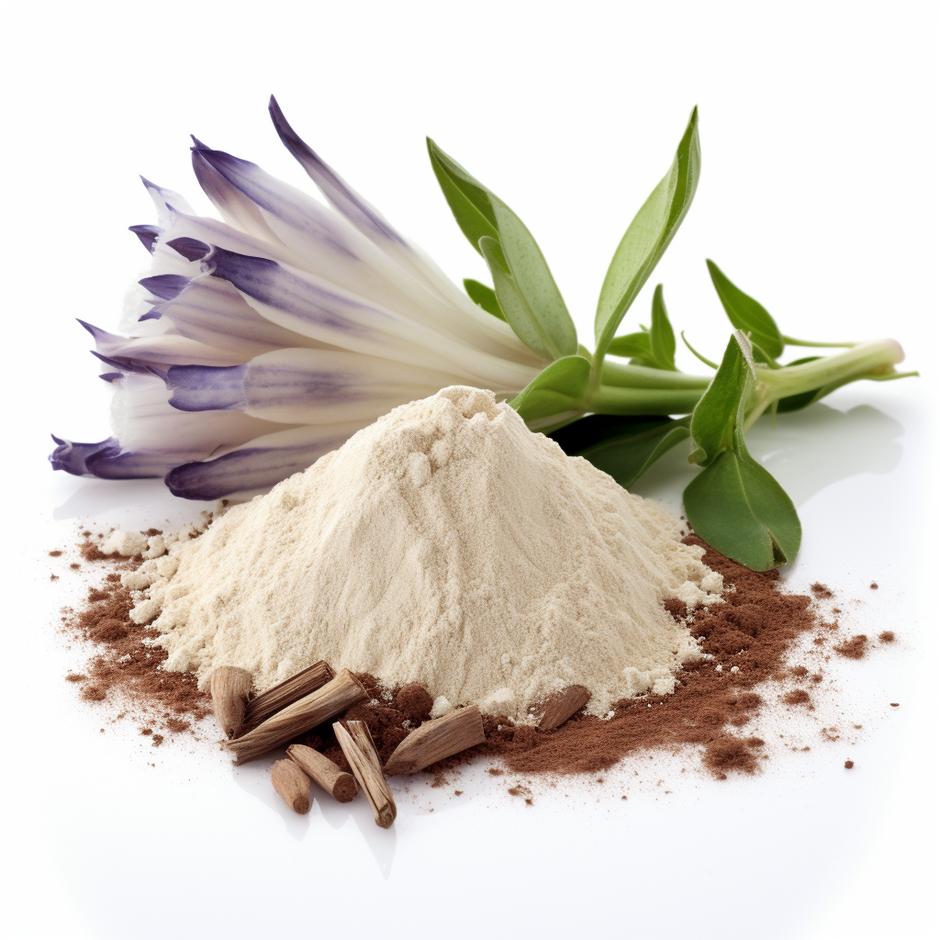 Chicory root with probiotics powder on a white base.